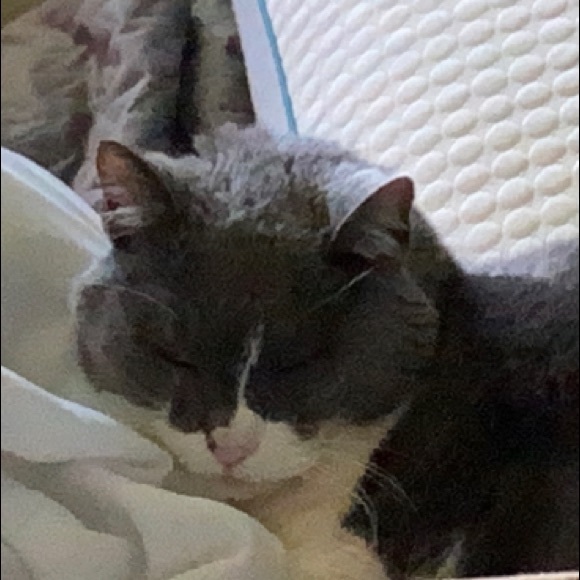 Meet your Posher, Leila - Picture 1 of 1